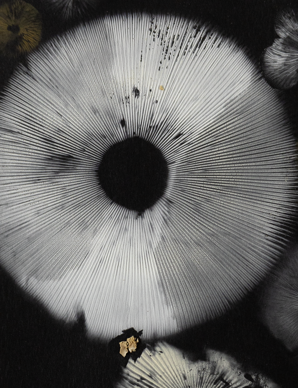 Spore Print #955 -Finger Lake, Alaska 2023