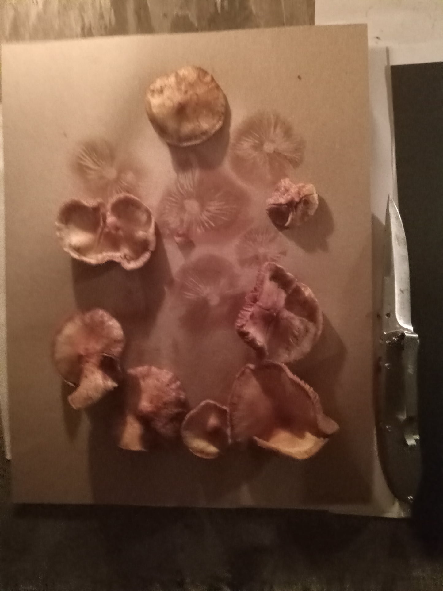 Spore Print #1022 - Skilak Lake, Alaska