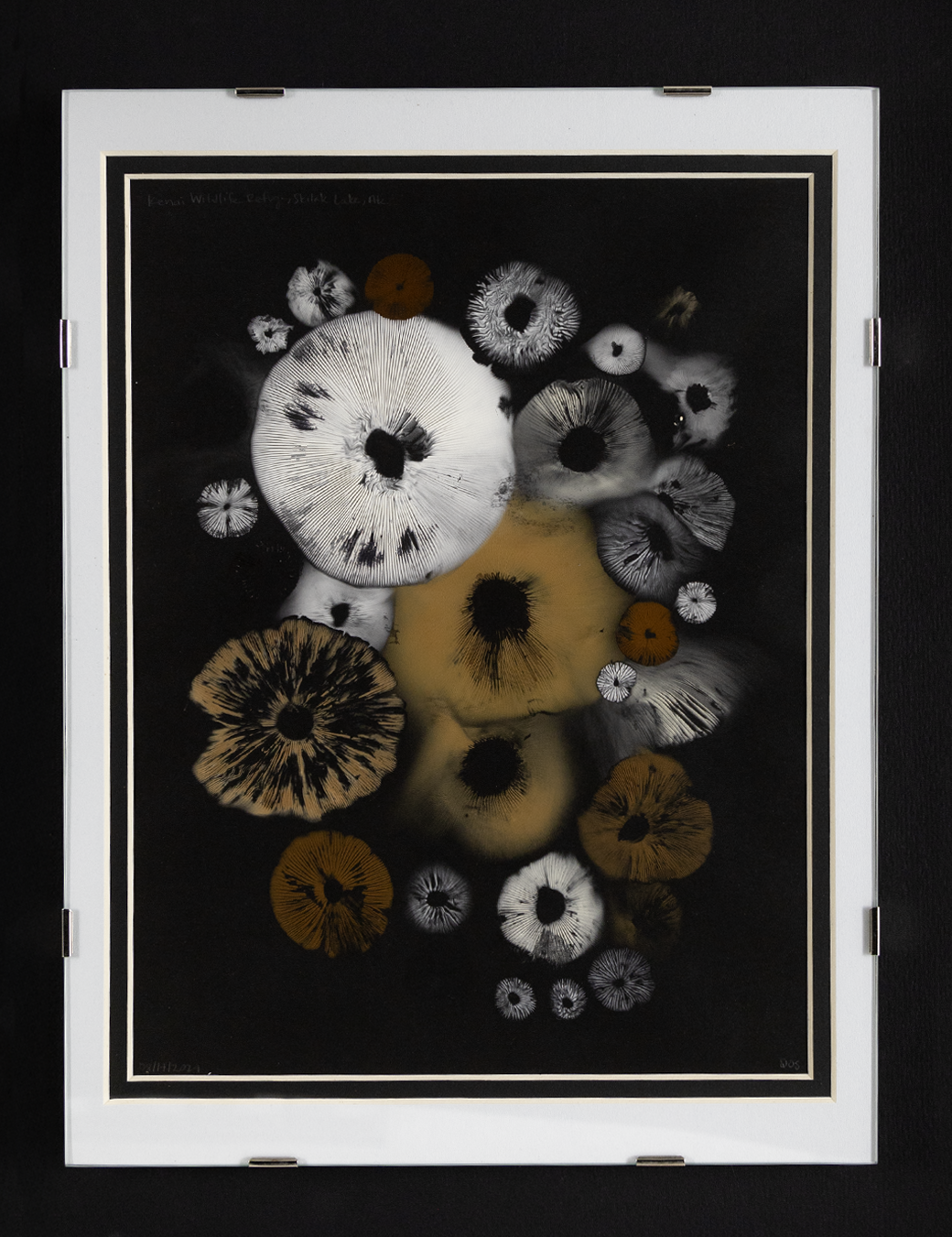 Spore Print #922 - Skilak Lake, Alaska