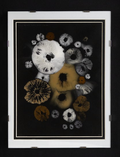 Spore Print #922 - Skilak Lake, Alaska