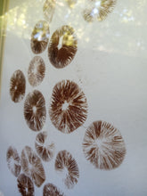 Load image into Gallery viewer, Spore Print #915