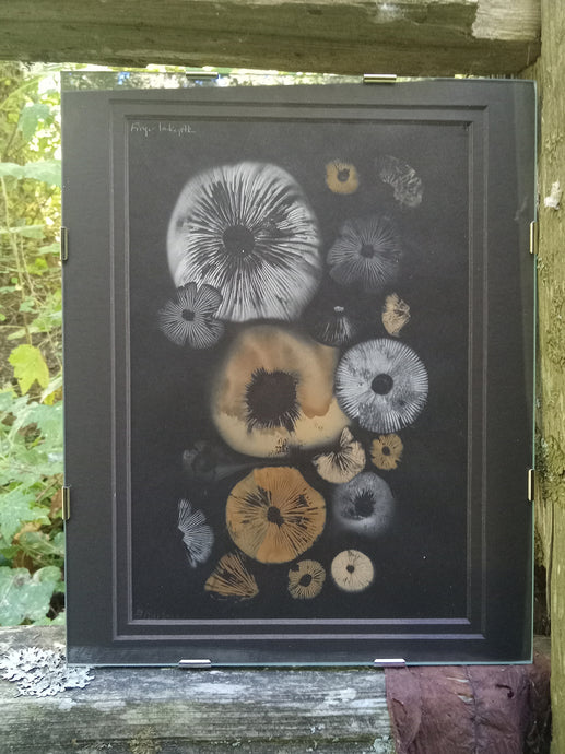 Spore Print #939- Finger Lake, Alaska 2023
