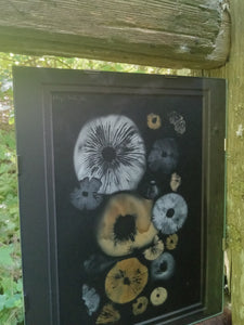 Spore Print #939- Finger Lake, Alaska 2023