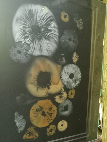 Spore Print #939- Finger Lake, Alaska 2023