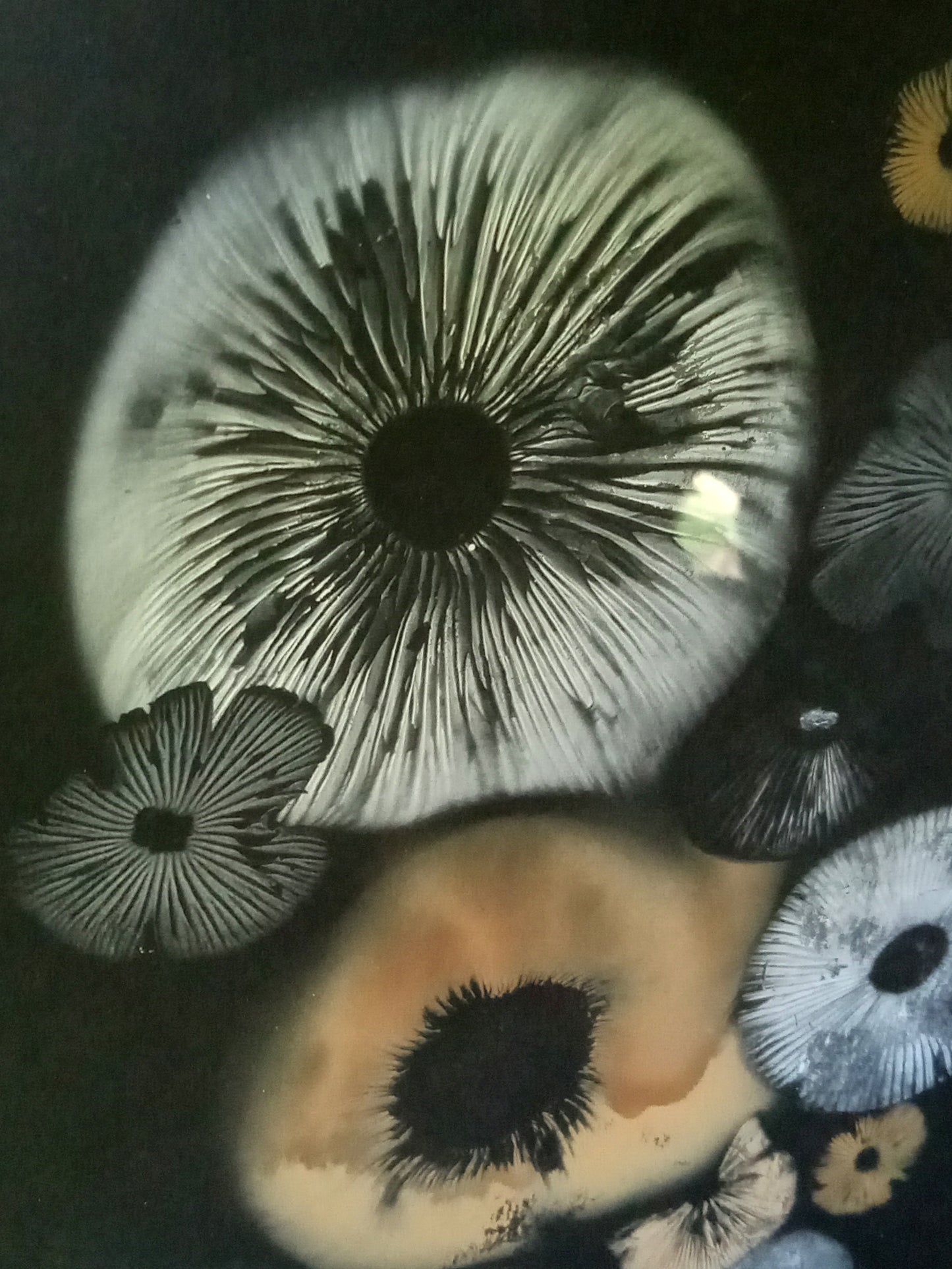 Spore Print #939- Finger Lake, Alaska 2023