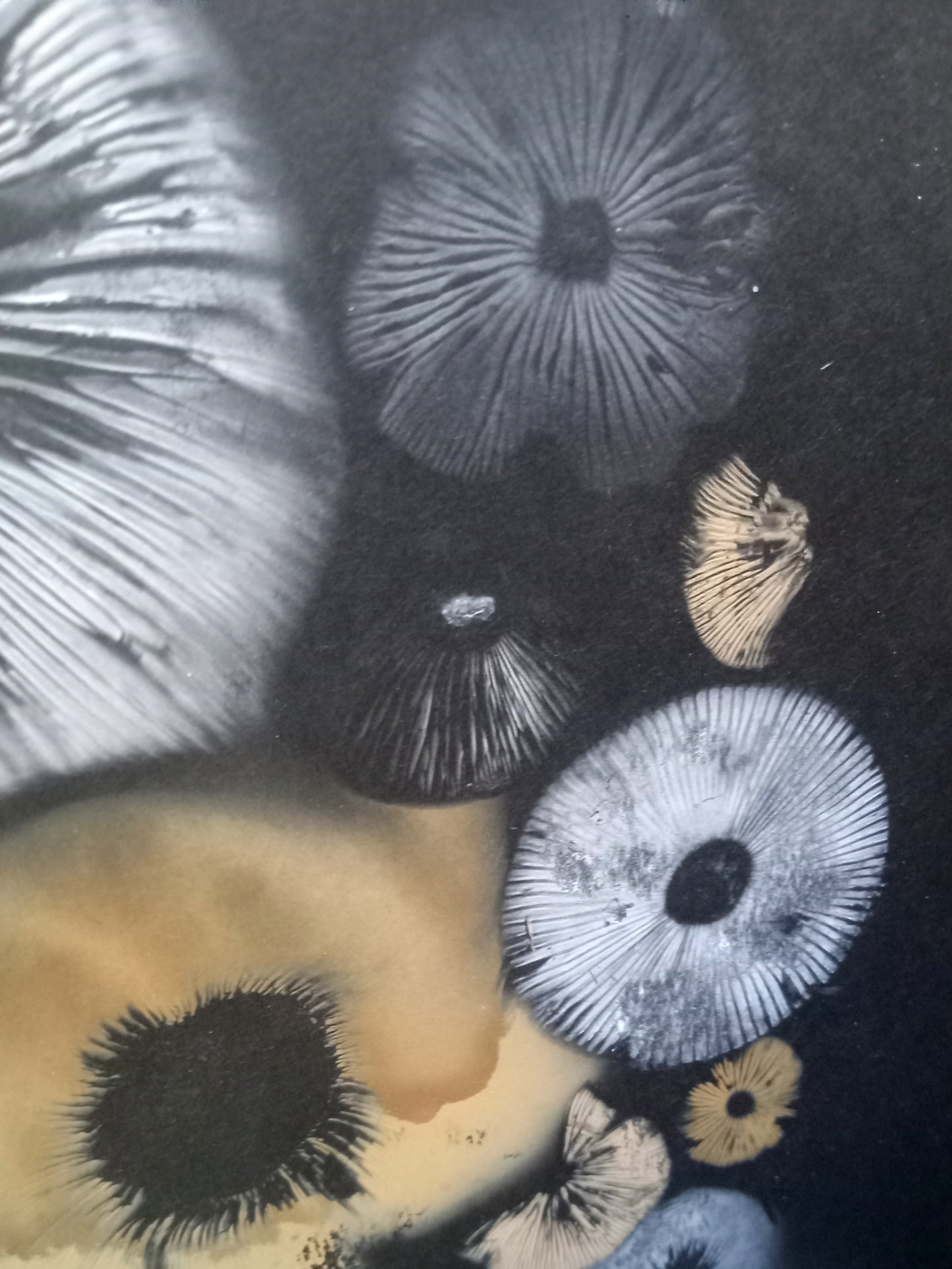 Spore Print #939- Finger Lake, Alaska 2023