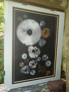 Spore Print #955 -Finger Lake, Alaska 2023