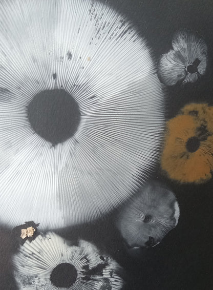 Spore Print #955 -Finger Lake, Alaska 2023
