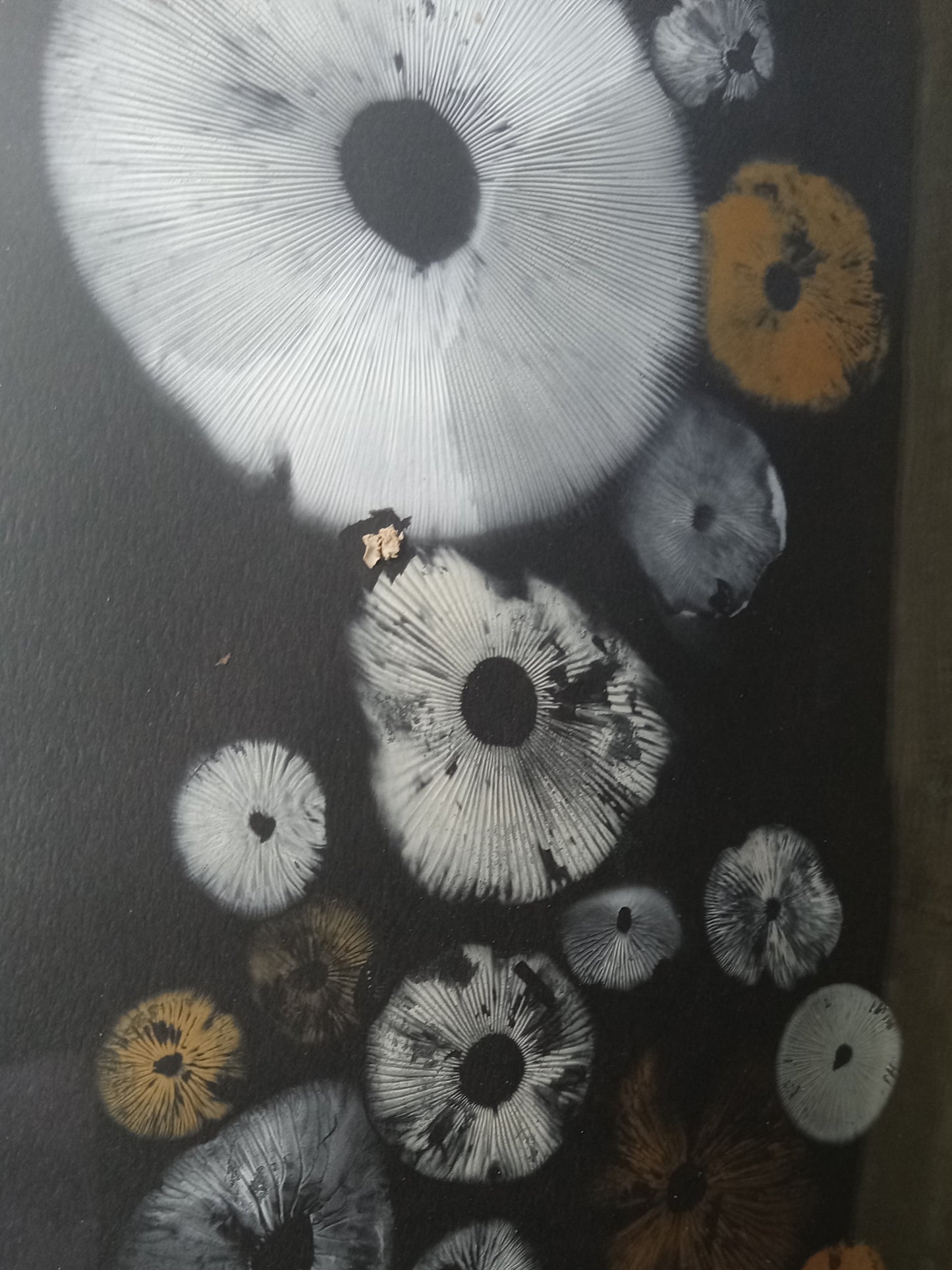 Spore Print #955 -Finger Lake, Alaska 2023