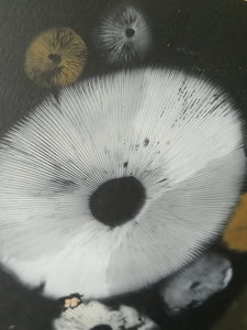 Spore Print #955 -Finger Lake, Alaska 2023