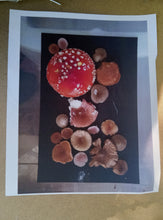 Load image into Gallery viewer, Spore Print #955 -Finger Lake, Alaska 2023