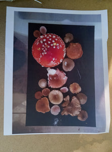 Spore Print #955 -Finger Lake, Alaska 2023