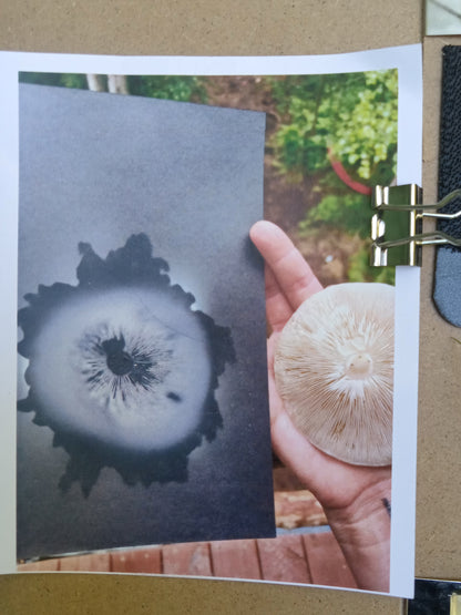 Spore Print #911- Finger Lake, Alaska 2023