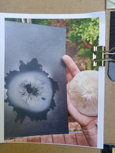 Spore Print #911- Finger Lake, Alaska 2023