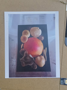 Spore Print #920- Finger Lake, Alaska