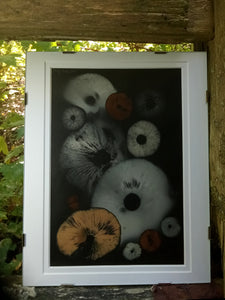 Spore Print #932- Finger Lake, Alaska 2023