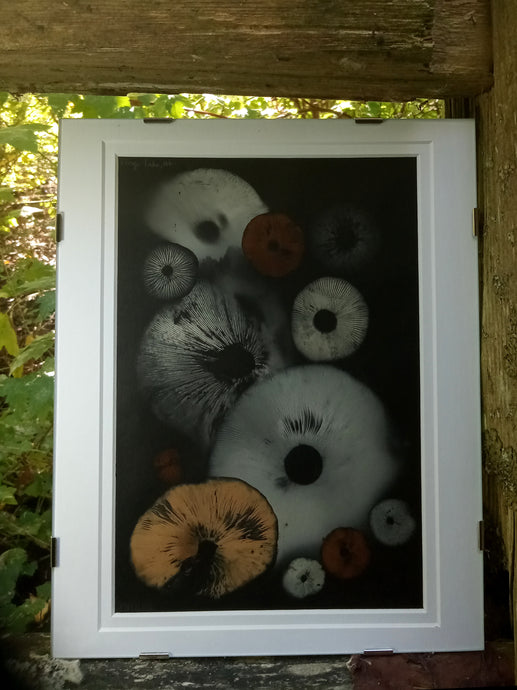 Spore Print #932- Finger Lake, Alaska 2023