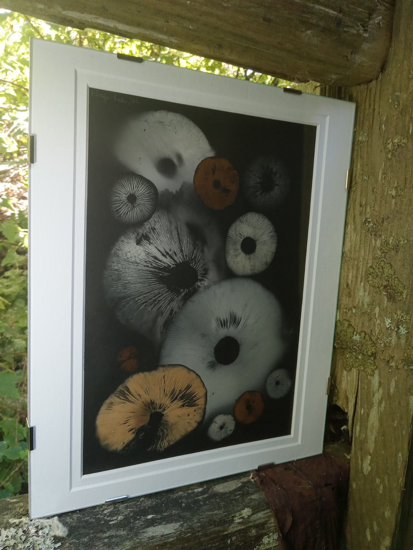 Spore Print #814- Finger Lake, Alaska 2023