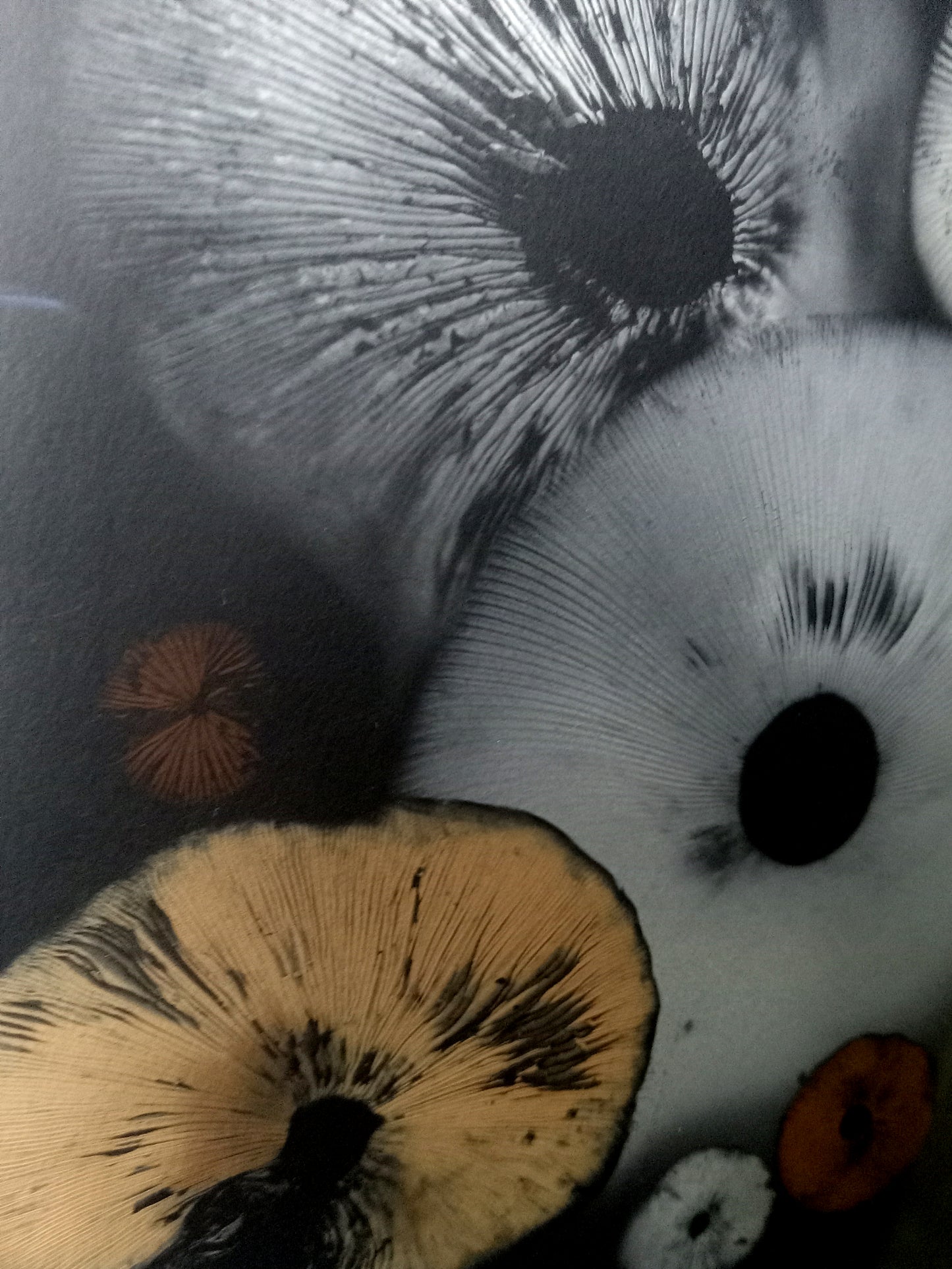 Spore Print #814- Finger Lake, Alaska 2023