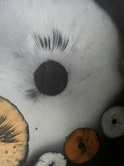 Spore Print #814- Finger Lake, Alaska 2023