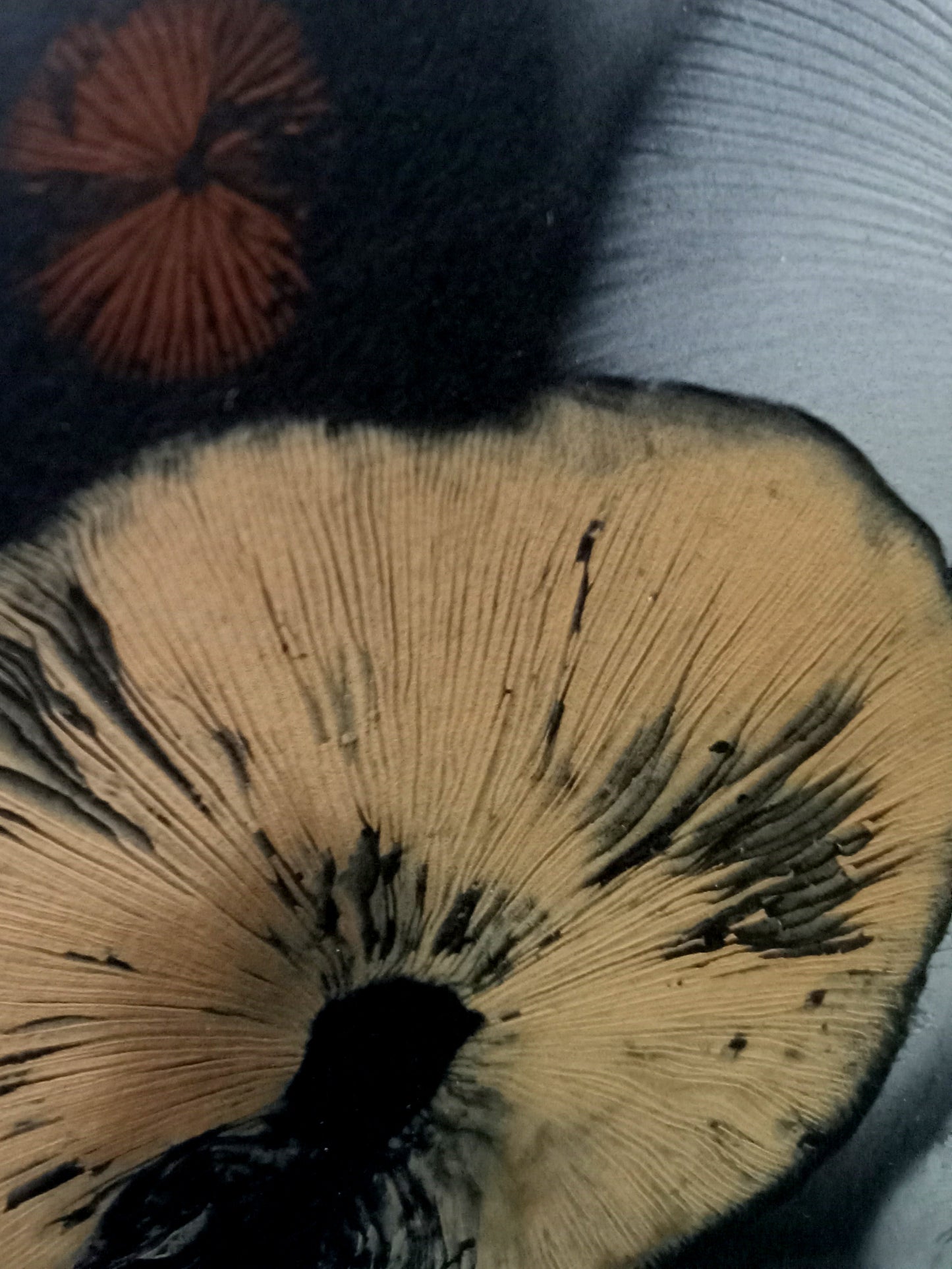 Spore Print #814- Finger Lake, Alaska 2023