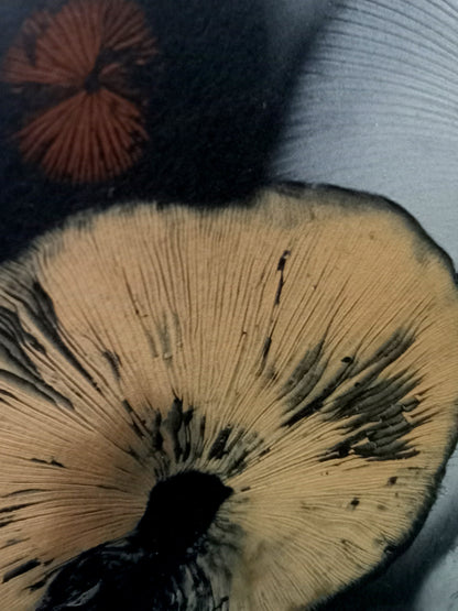 Spore Print #814- Finger Lake, Alaska 2023