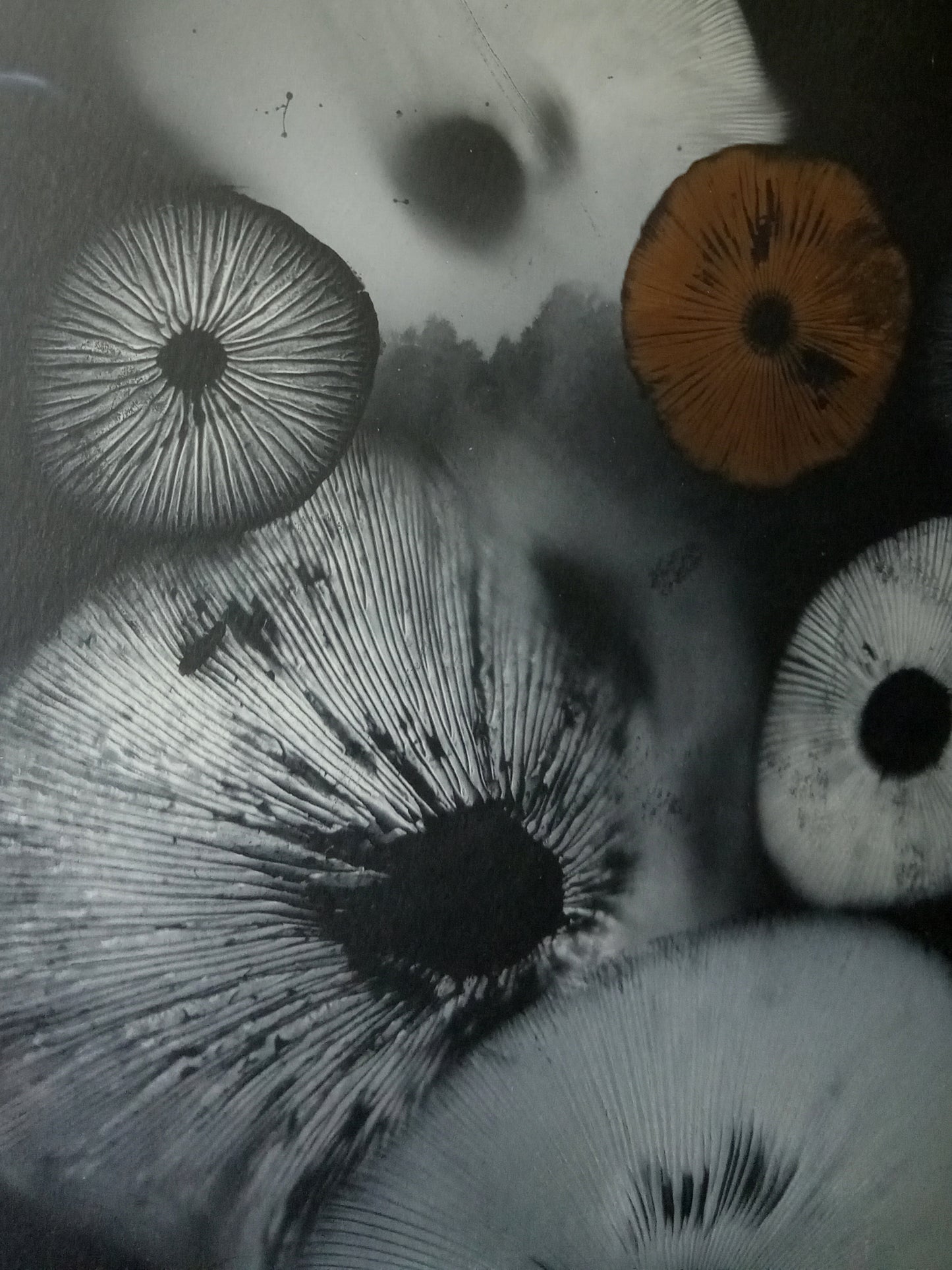 Spore Print #814- Finger Lake, Alaska 2023