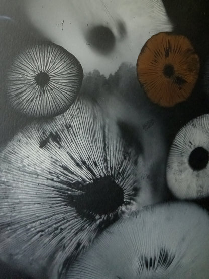 Spore Print #814- Finger Lake, Alaska 2023