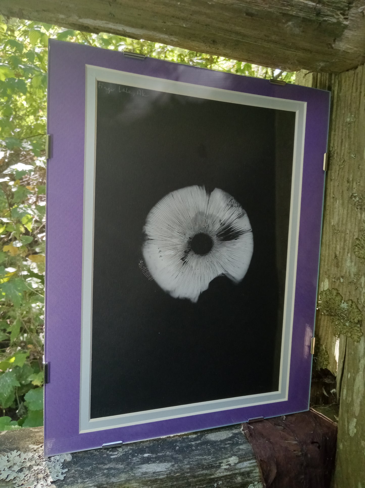 Spore Print #917- Finger Lake, Alaska 2023