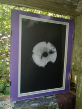Load image into Gallery viewer, Spore Print #917- Finger Lake, Alaska 2023