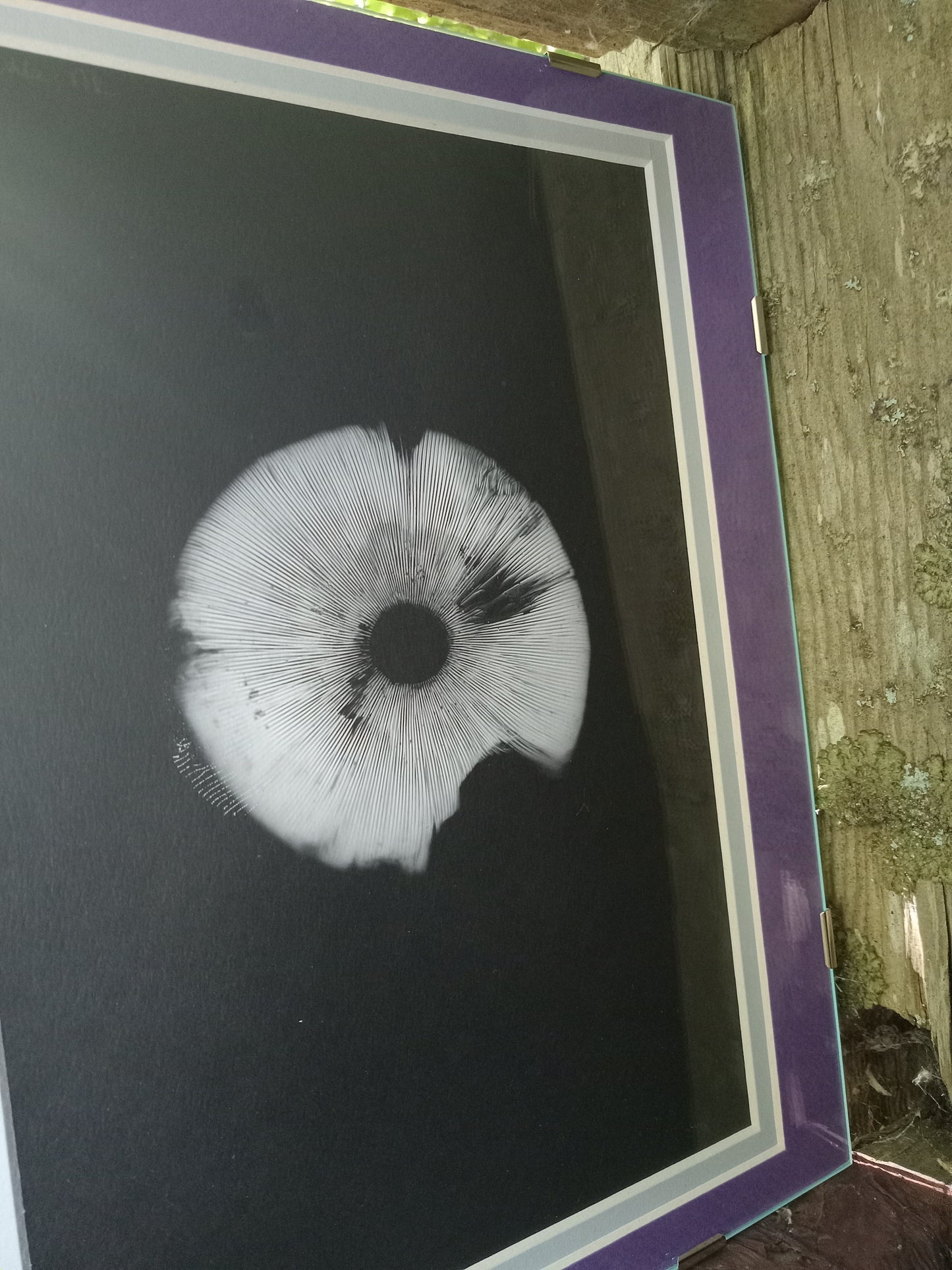 Spore Print #917- Finger Lake, Alaska 2023