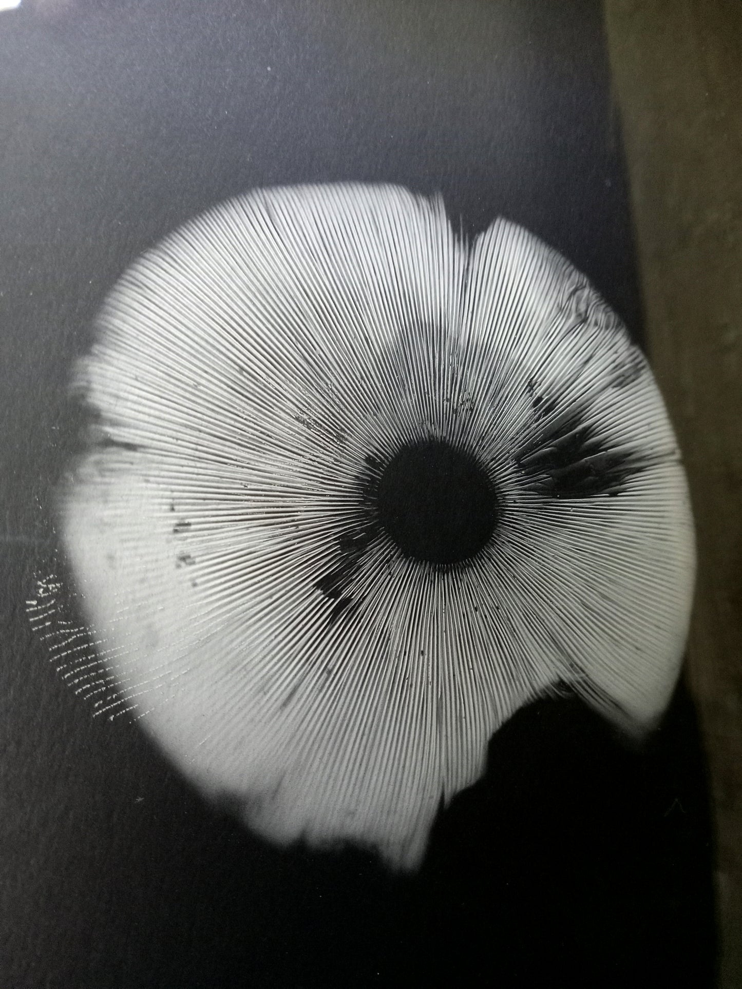 Spore Print #917- Finger Lake, Alaska 2023