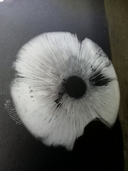 Spore Print #917- Finger Lake, Alaska 2023