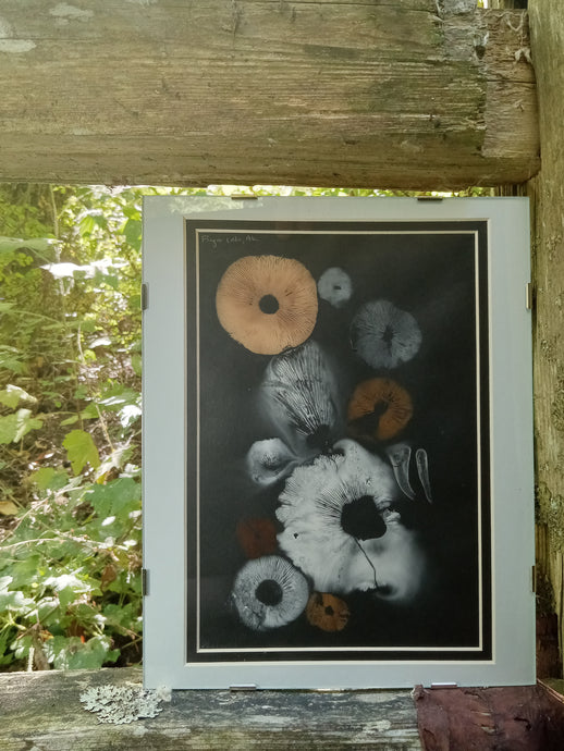 Spore Print #943- Finger Lake, Alaska 2023