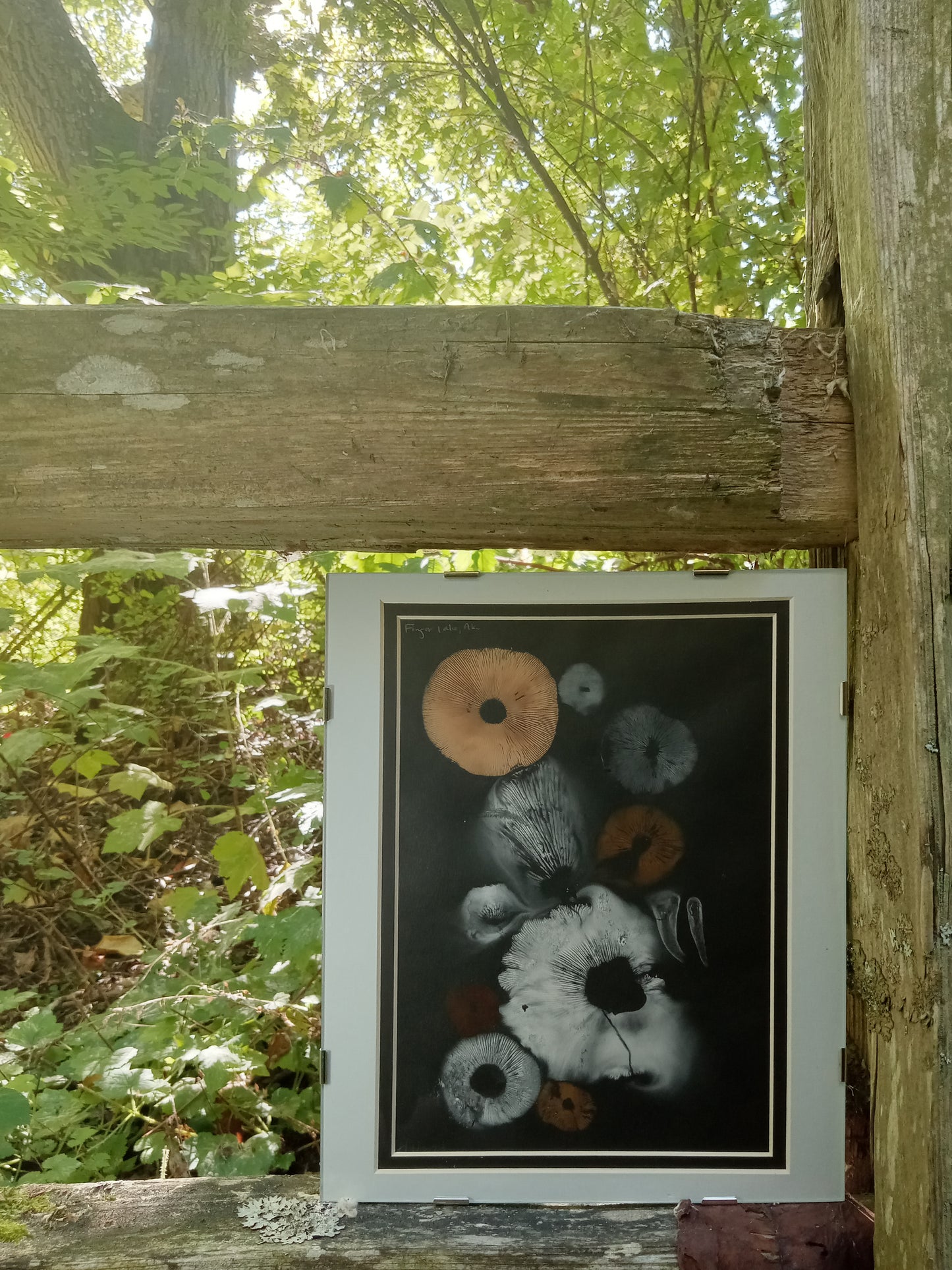 Spore Print #943- Finger Lake, Alaska 2023