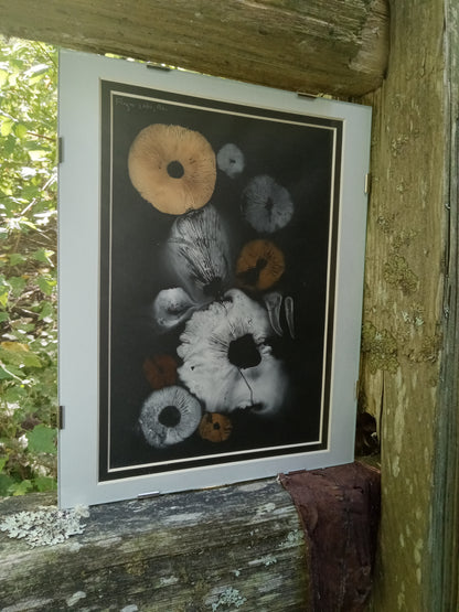 Spore Print #943- Finger Lake, Alaska 2023