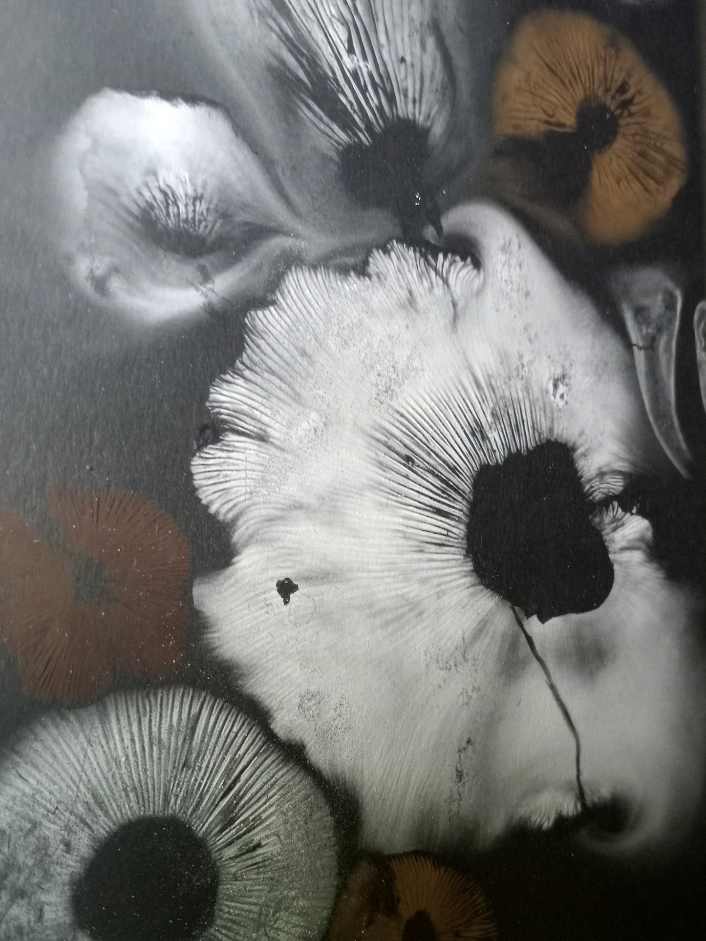 Spore Print #943- Finger Lake, Alaska 2023