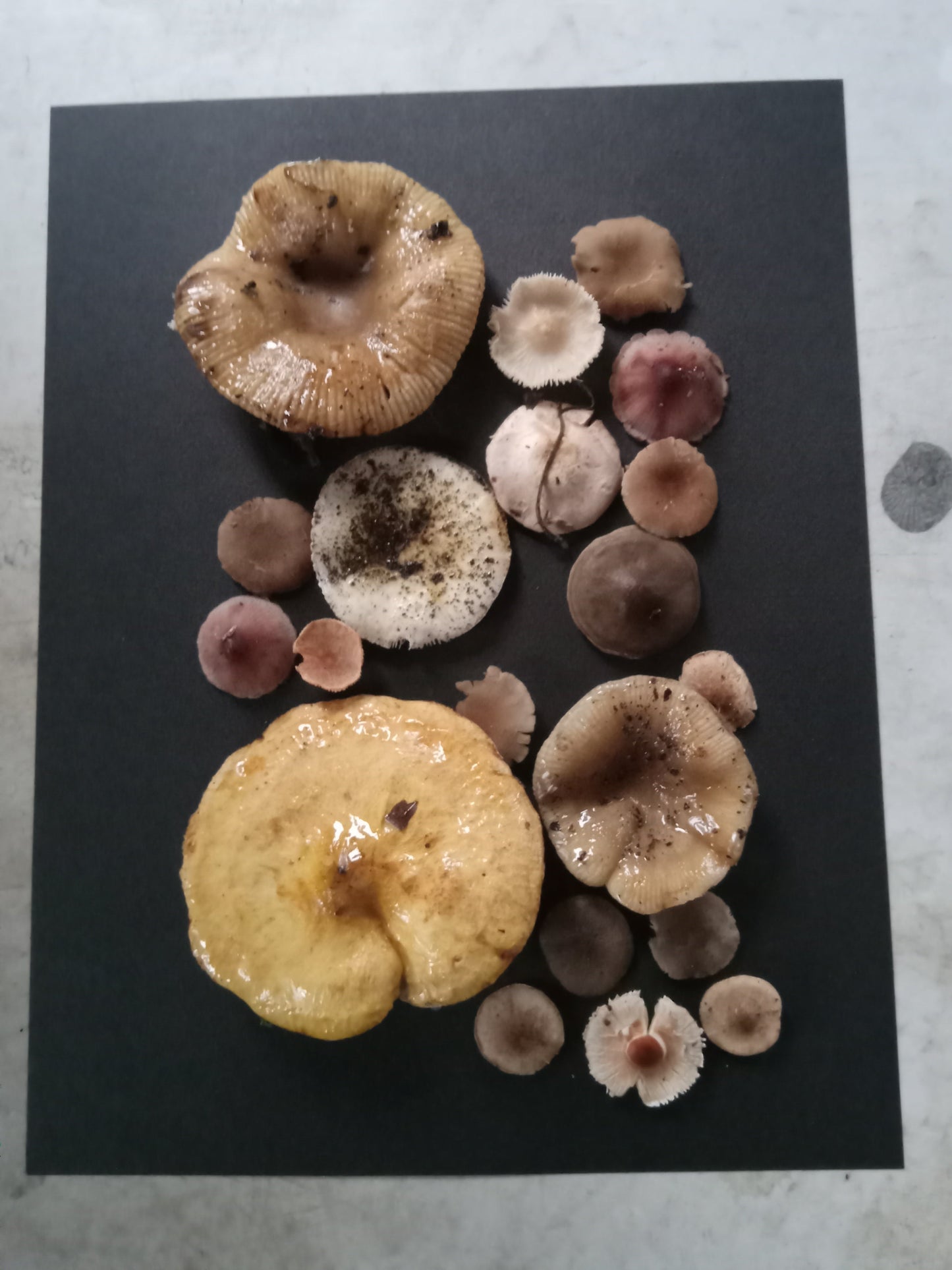 Collection of various mushrooms on a black card with a light gray background