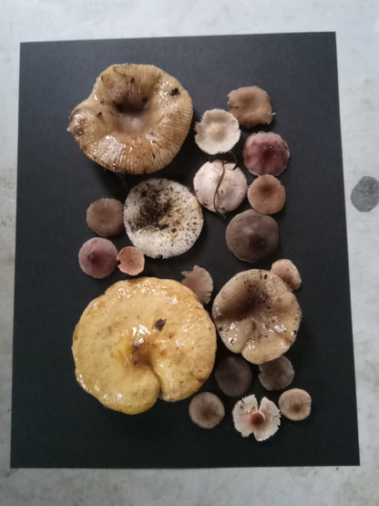 Collection of various mushrooms on a black card with a light gray background