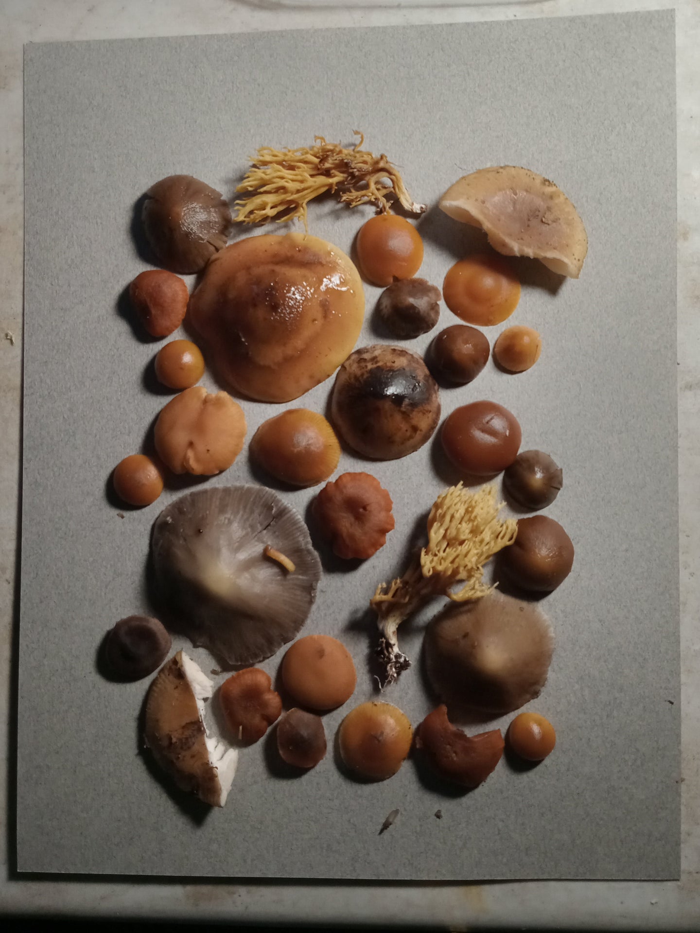 Spore Print #1075- Portland, OR