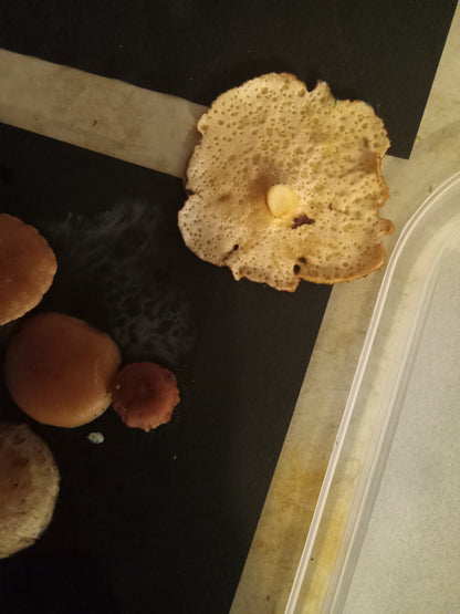 Spore Print #1073- Portland, OR