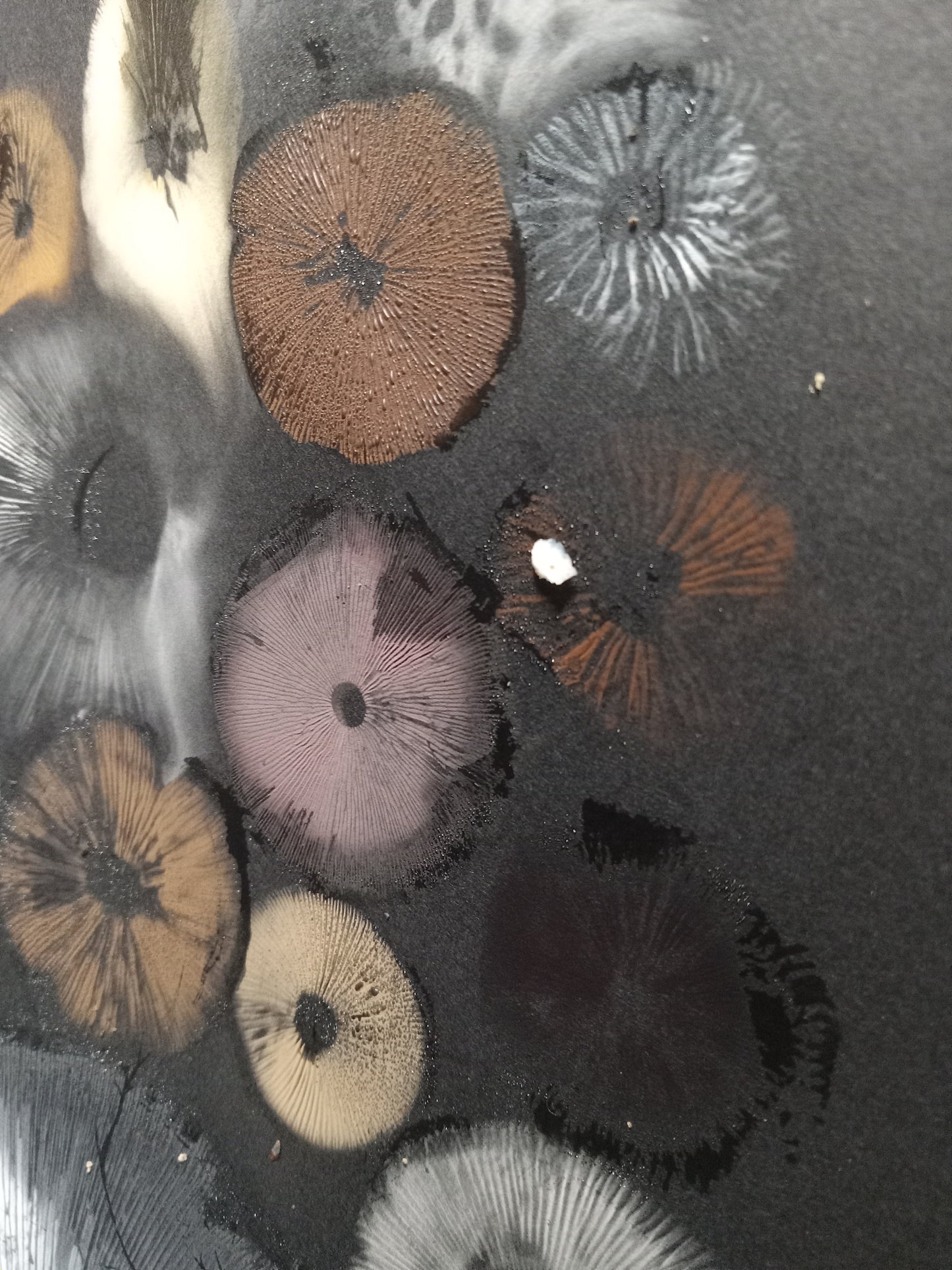 Spore Print #1073- Portland, OR
