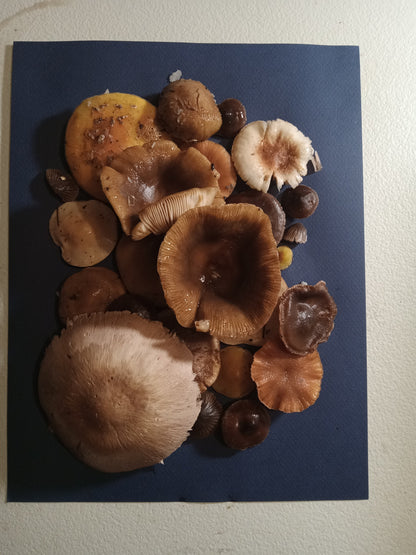 Spore Print #1074- Portland, OR