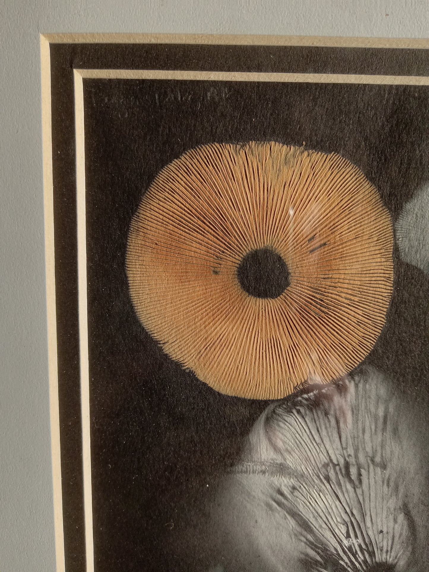 Spore Print #943- Finger Lake, Alaska 2023