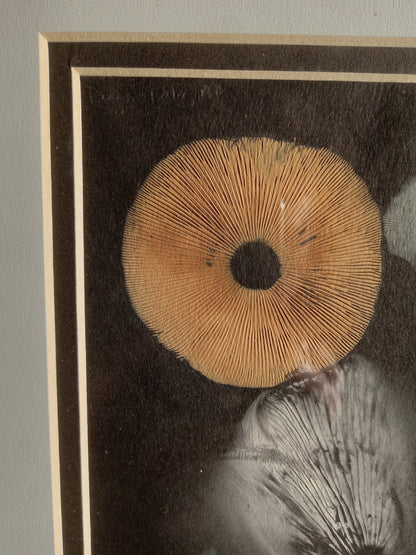 Spore Print #943- Finger Lake, Alaska 2023