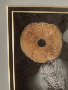 Spore Print #943- Finger Lake, Alaska 2023