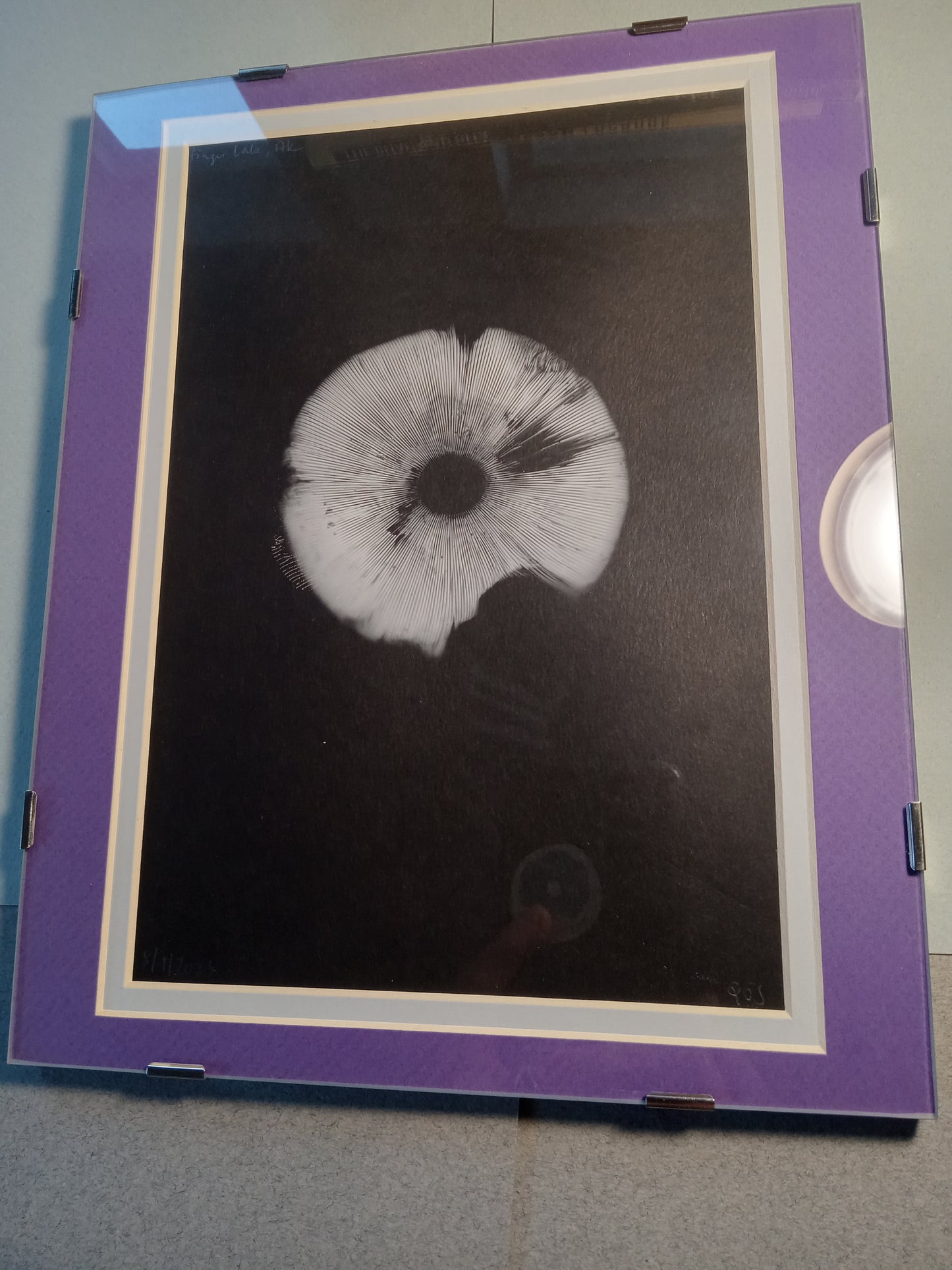 Spore Print #917- Finger Lake, Alaska 2023