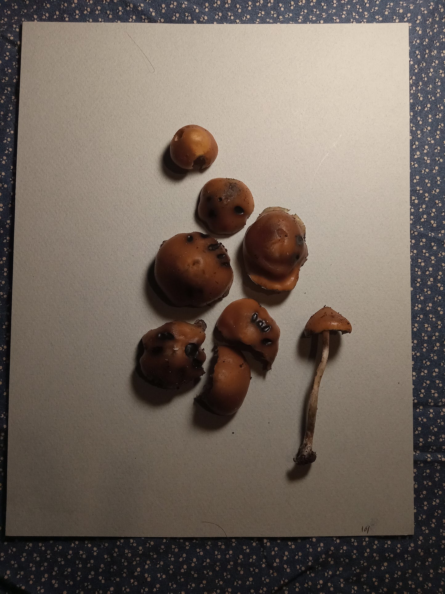 Spore Print #1155- Portland, OR
