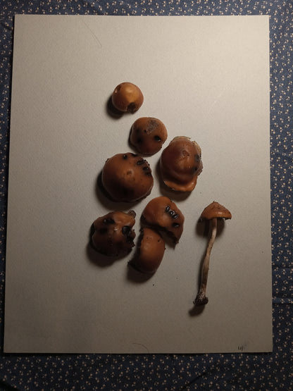 Spore Print #1155- Portland, OR
