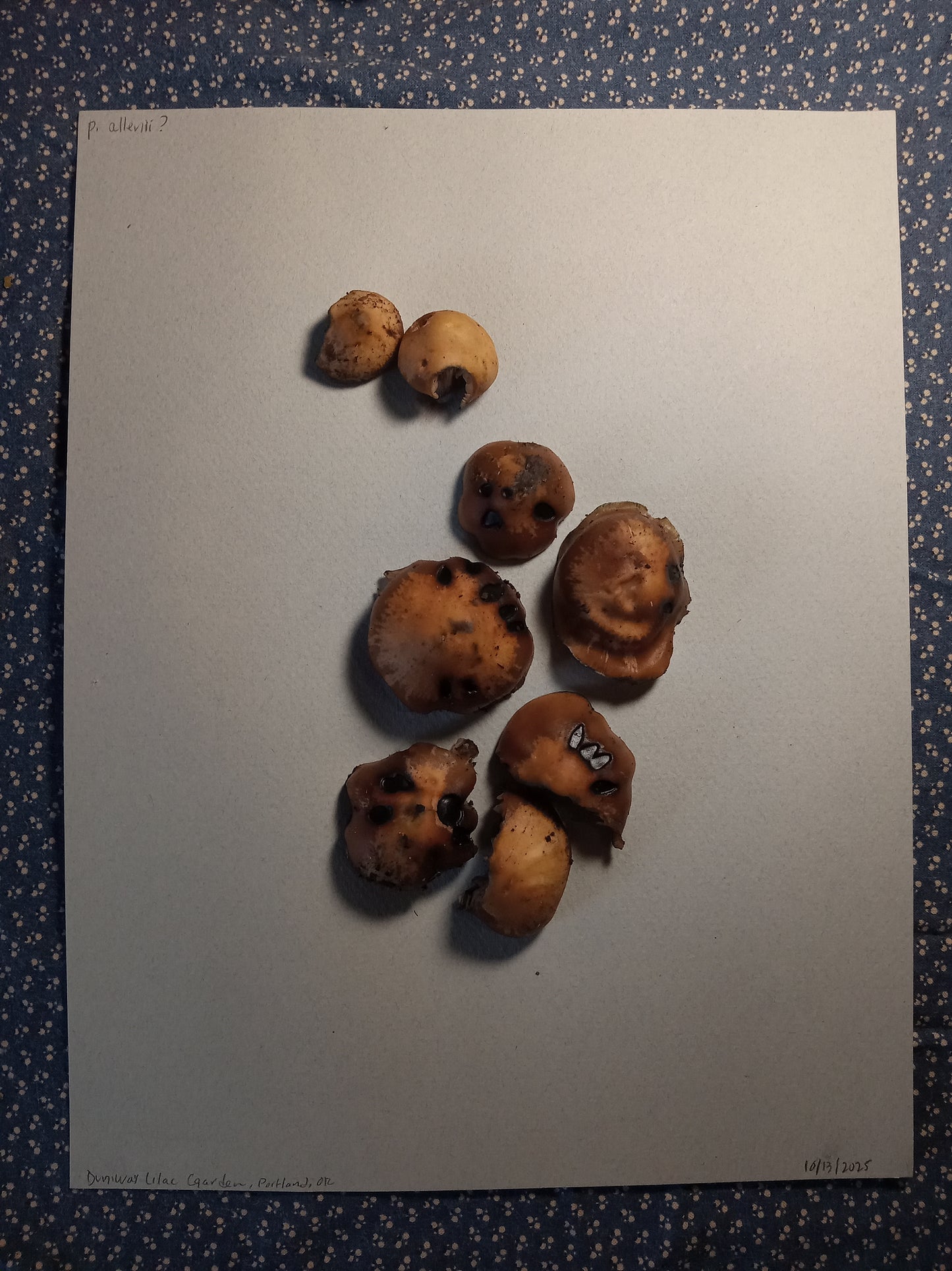 Spore Print #1155- Portland, OR